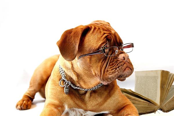 dog with glasses dog with glasses