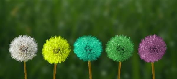 Picture of dandelions Picture of dandelions