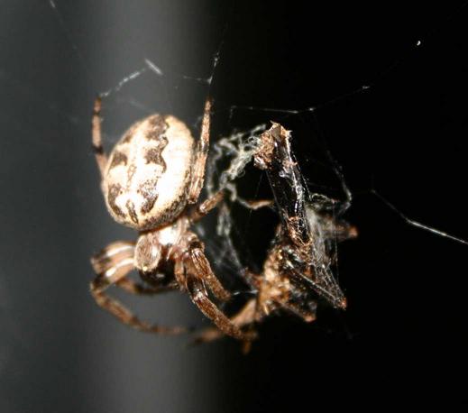 spider at night with flash