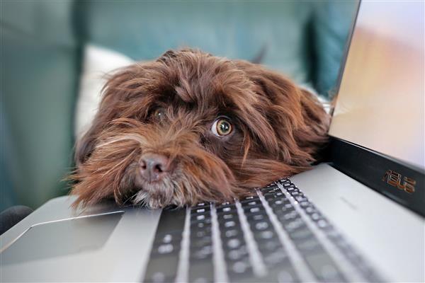 Dog at a computer Dog at a computer